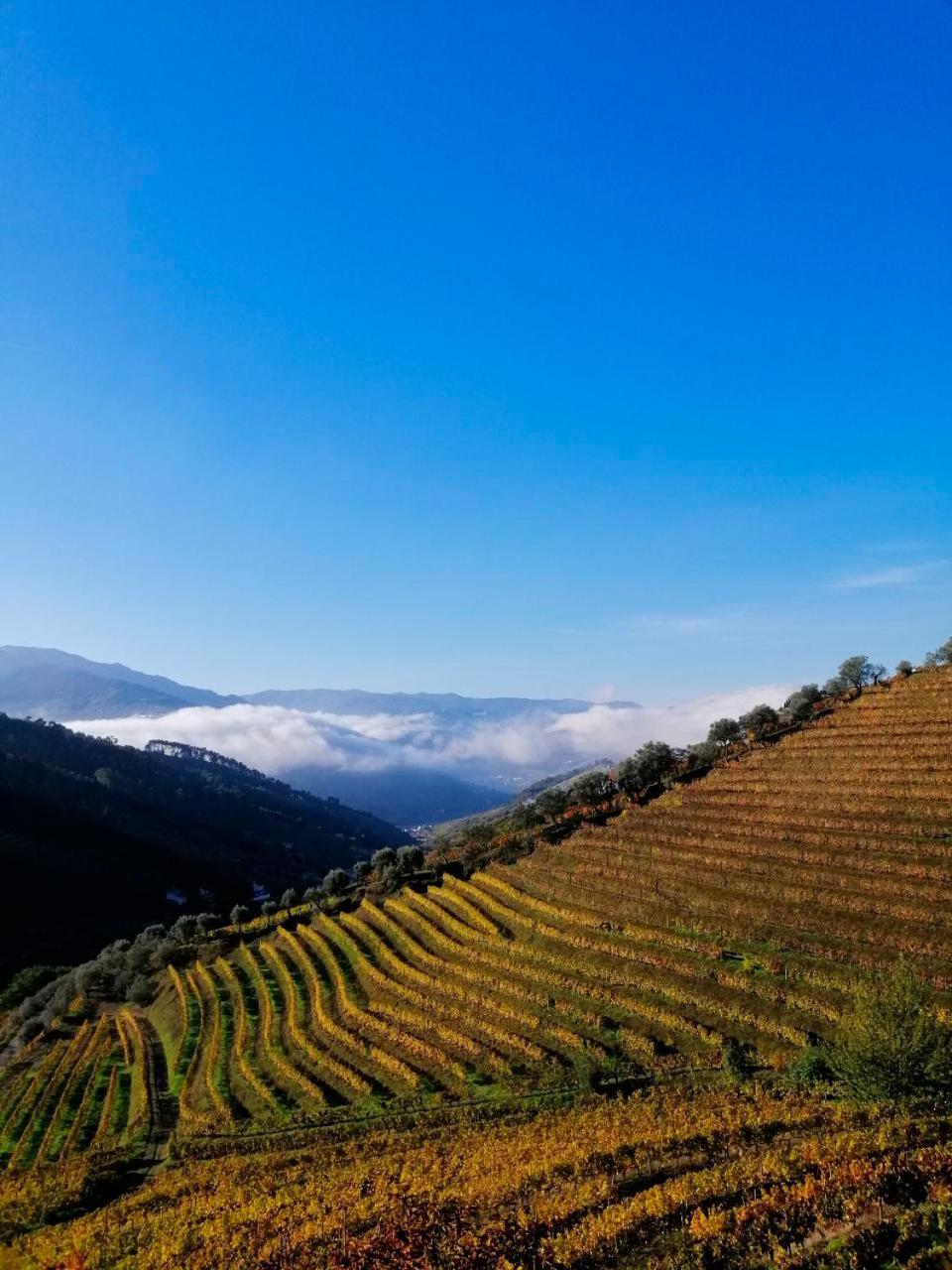فيلا Quinta De Baixo Vila Marim المظهر الخارجي الصورة